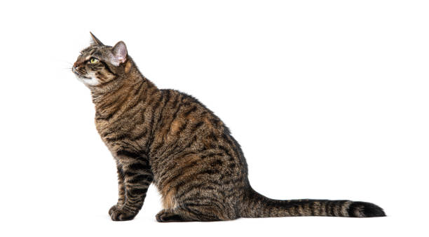 istock Tabby crossbreed cat waiting, sitting at looking away with envy, isolated on white 1680449833