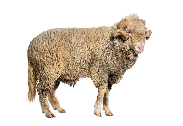 istock Ram Sopravissana sheep with big horns, isolated on white 1680450429