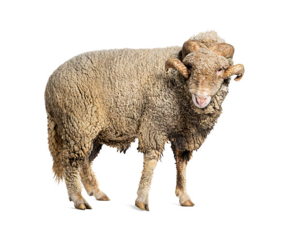istock Ram Sopravissana sheep with big horns, isolated on white 1680450434