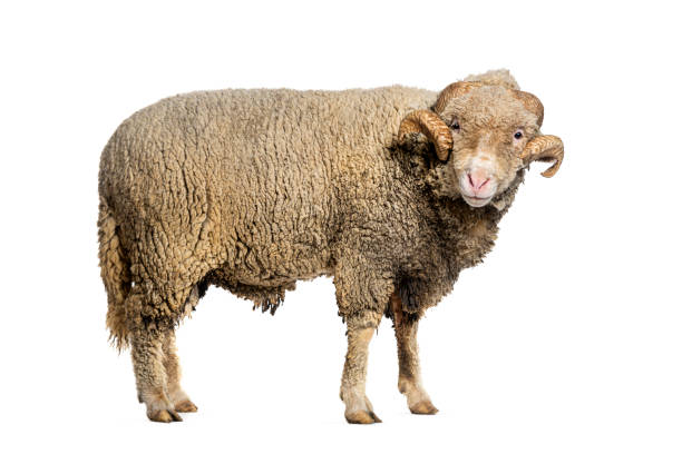 istock Ram Sopravissana sheep with big horns, isolated on white 1680450445
