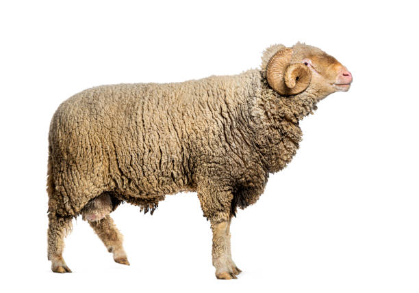 istock Ram Sopravissana sheep with big horns, isolated on white 1680450971
