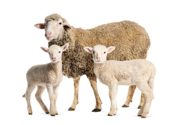 istock Ewe Sopravissana sheep with her lambs, isolated on white 1680450982