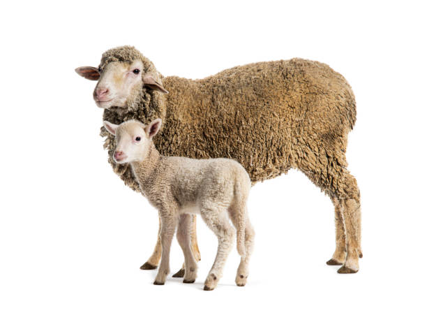 istock Ewe Sopravissana sheep with her lamb, isolated on white 1680450987