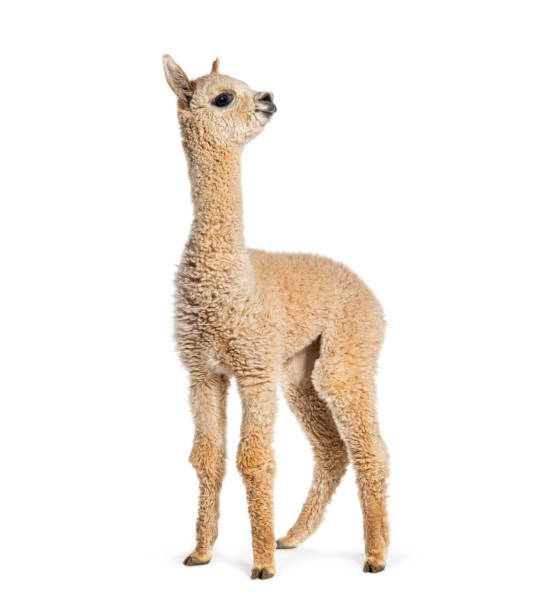 istock Light fawn young alpaca, eight months old - Lama pacos, isolated on white 1680452083
