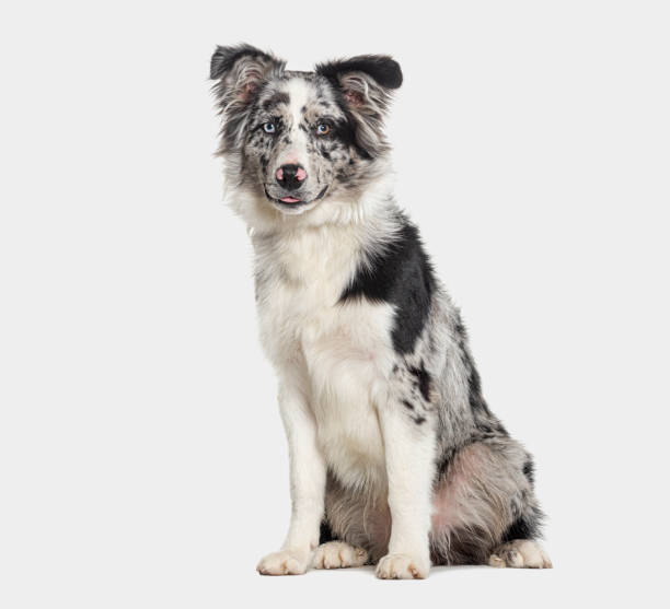 istock Blue merle puppy australian shepherd sitting looking at the camera, isolated on grey 1680454177