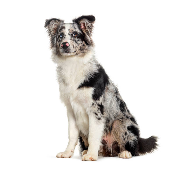 istock Blue merle puppy australian shepherd sitting, looking away up, isolated on white 1680454712