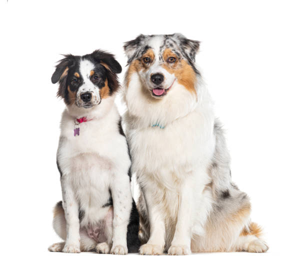 istock Two Australian Shepherd sitting together and looking at the camera, Isolated on white 1680455083