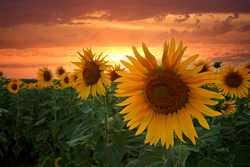 landscape with sunflowers meadow on sunset background. Take it in Ukraine