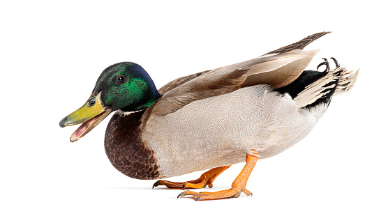 Side view of a Mallard Duck on the defensive with beak wide open to impress its attacker, Anas platyrhynchos, isolated on white