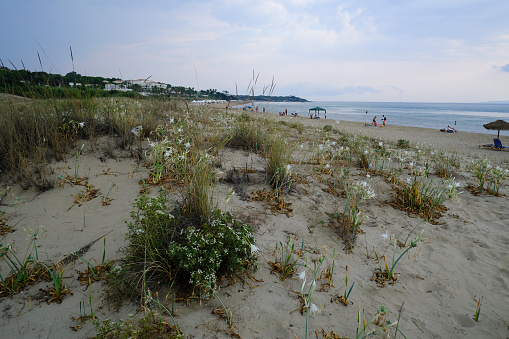 Pancratium maritimum or wild plant blooming white flower in sandy beach in Zaharo, Greece on August 25, 2023.