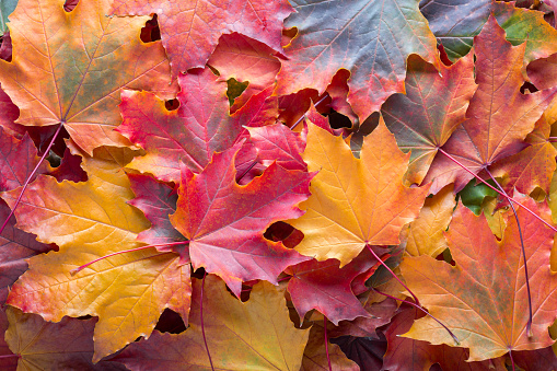 Colorful  background of fallen Maple leaves.