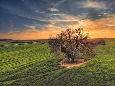 A solitary tree prominently featured in the center of a vast, grassy landscape