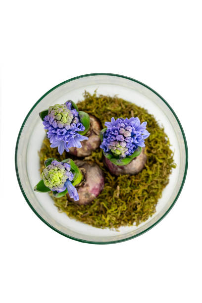 istock the young blue hyacinth flowers 1680474479