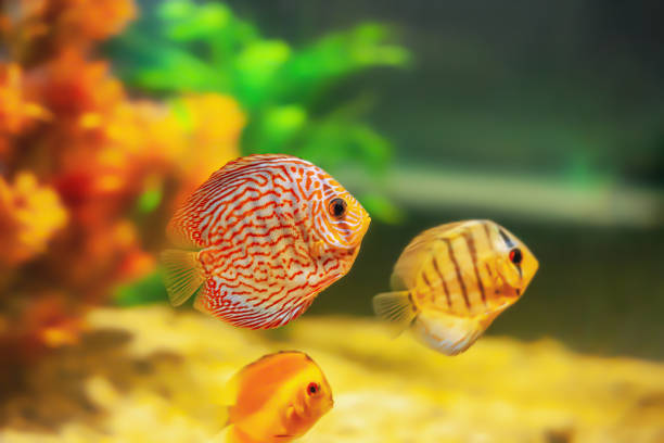 Pompadour fish swimming in aquarium. Red Symphysodon discus, side view stock photo