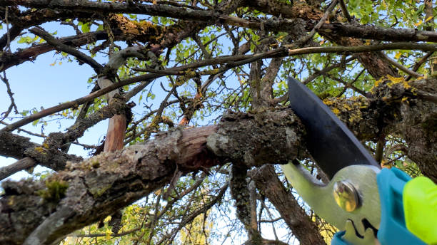 istock Cut branch use branch cutter. Cutting branches on apple tree use Garden pruning shears. 1680475248