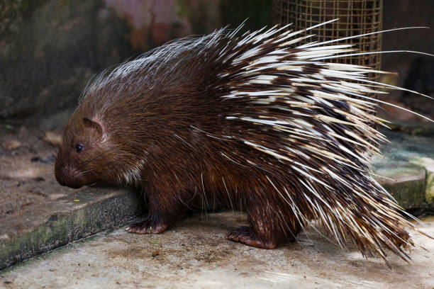 istock Close up the malayan porcupine animal 1680477880