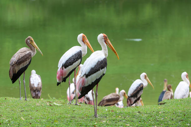 istock The Painted Stork bird (Mycteria leucocephala) in garden 1680477893