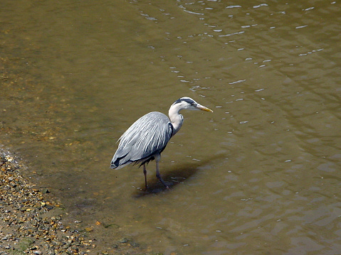 Photo of Herron in a river