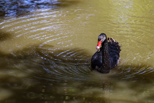 There is a beautiful wild black swan swimming in the lake.
