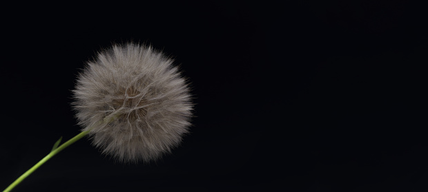 Part of a dandelion blowball captured at the dawn, Moscow region, Russia