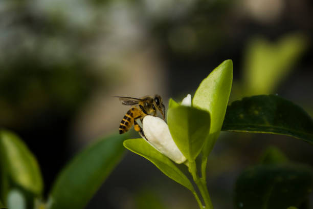 istock A honey wasp and flower 1680489370