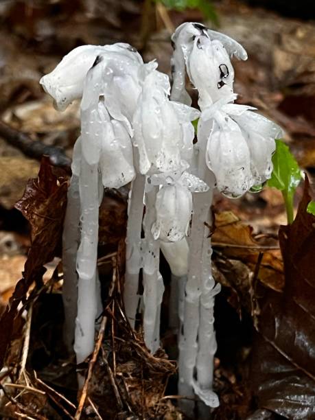 수정난풀 - indian pipe 뉴스 사진 이미지