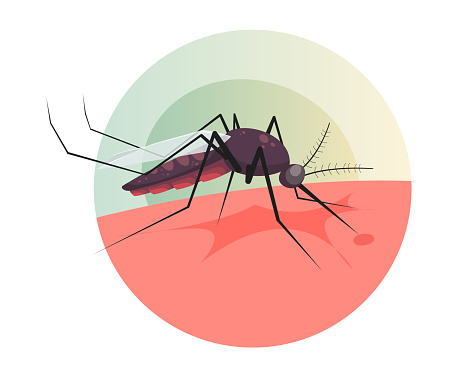 Mosquito biting on Human Skin - Stock Illustration as EPS 10 File