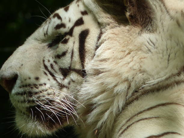 istock White tiger, Beauval Zoo, Loir-et-Cher 1680498453