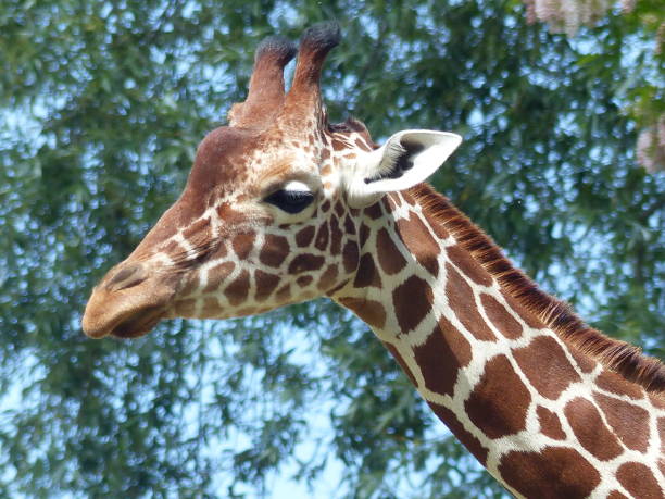 istock Giraffe, Beauval Zoo, Loir-et-Cher 1680499581