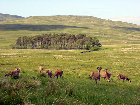 Deer herd in Scotland