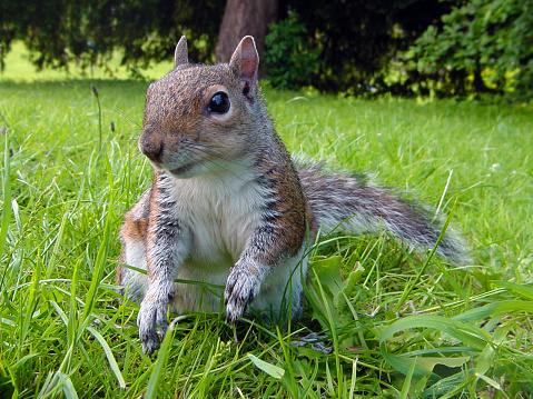 Grey Squarrel Close-up, London park