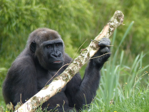 Gorilla, Beauval Zoo, Loir-et-Cher