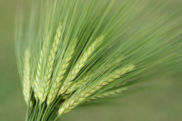 istock Close up of rye ears growing. 1680501516