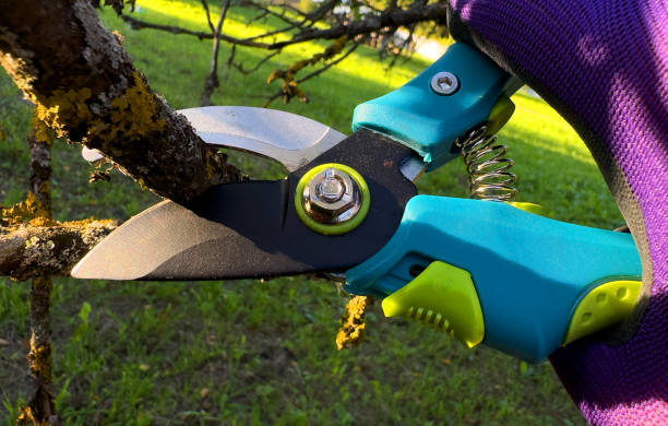 istock Cut branch use branch cutter. Cutting branches on apple tree use Garden pruning shears. 1680503215
