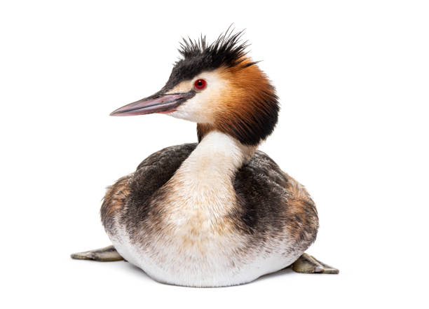 Great crested grebe, Podiceps cristatus, isolated on white Great crested grebe, Podiceps cristatus, isolated on white great crested grebe stock pictures, royalty-free photos & images