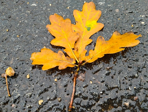 Autumn yellow oak leaf on the road