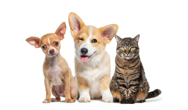istock Friendly alert Pets together side by side in a row looking at the camera, isolated on white 1680505054