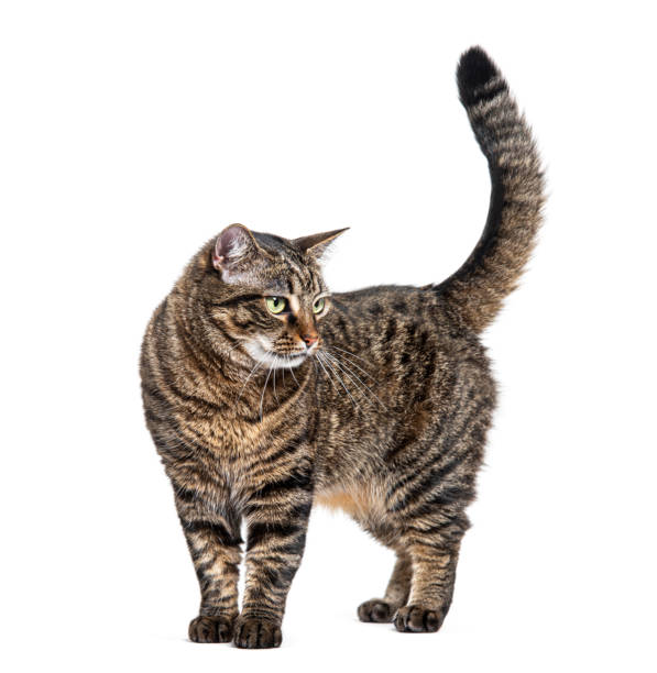 istock Standing striped tabby cat looking away, isolated on white 1680505056