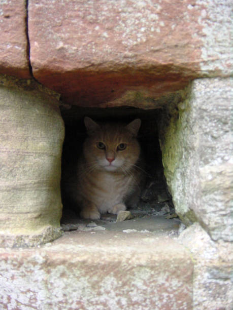 Cat in the ruins looking out