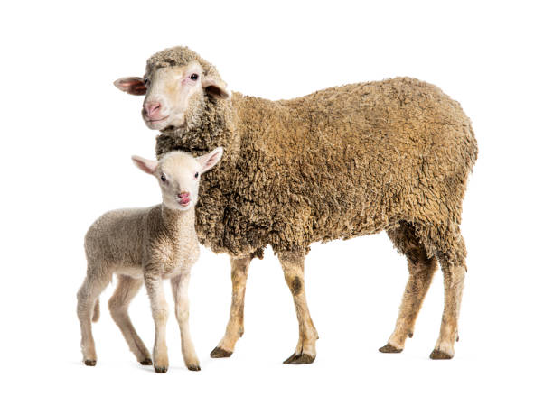 istock Ewe Sopravissana sheep with her lamb, isolated on white 1680505638