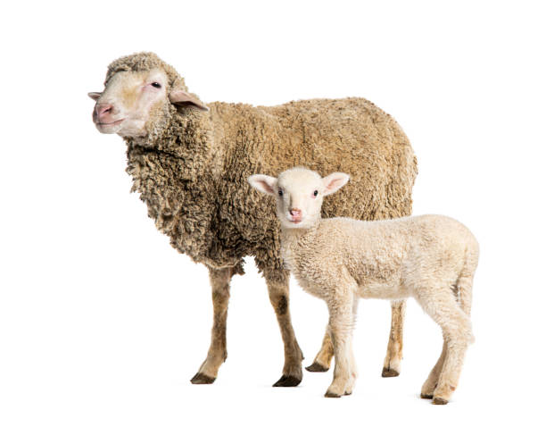 istock Ewe Sopravissana sheep with her lamb, isolated on white 1680505657