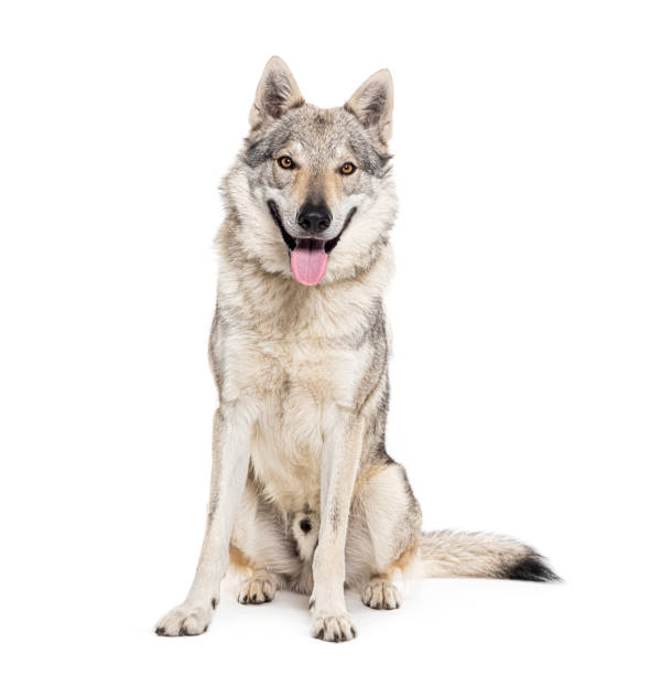 istock Sitting Czechoslovakian Wolf dog panting, sitting, isolated on white 1680505664