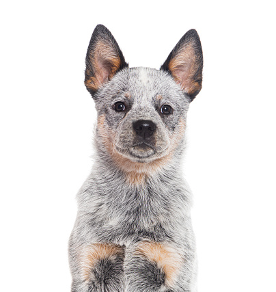 Head shot of a Puppy Australian Cattle Dog, three months old, isolated on white