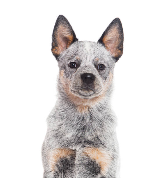 Head shot of a Puppy Australian Cattle Dog, three months old, isolated on white Head shot of a Puppy Australian Cattle Dog, three months old, isolated on white australian cattle dog stock pictures, royalty-free photos & images
