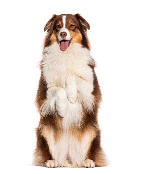 istock red tricolor Panting Australian shepherd begging on hind its legs, isolated on white 1680506745