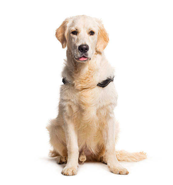 istock Golden retriever wearing a dog collar, isolated on white 1680506751