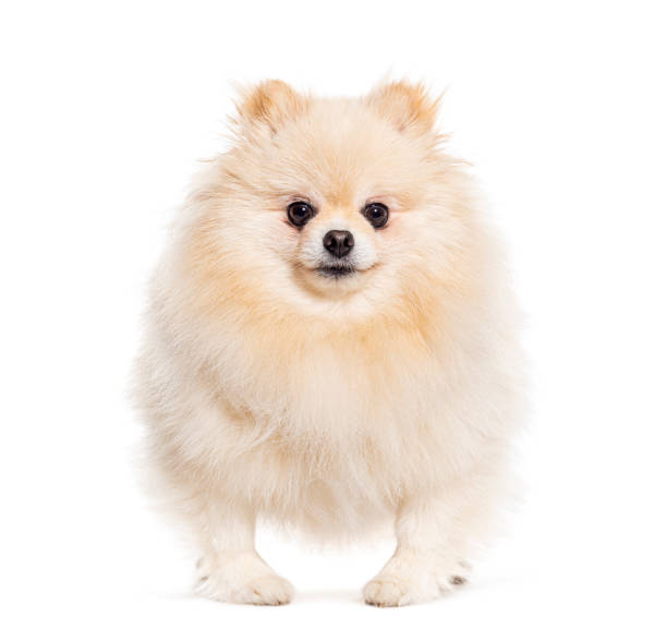istock Crossbreed dog looking at camera, isolated on white 1680507823