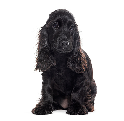 Black Puppy English cocker, four months old, isolated on white