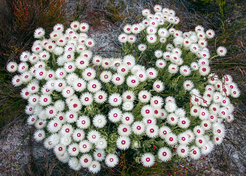 Beautiful flowering of Sincarpa dressed or Cape snow - endemic plant of South Africa. Syncarpha vestita is species of South African compound shrub with silvery hairy leaves and white inflorescences.