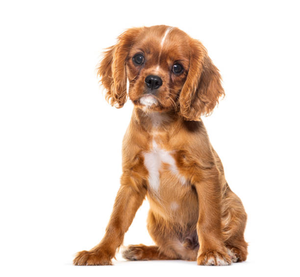 istock Puppy Cavalier King Charles Spaniel, 14 weeks old, Isolated on white 1680509514